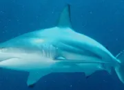 Quiz Tout savoir sur les requins