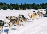 Quiz Les races de chiens de traneau