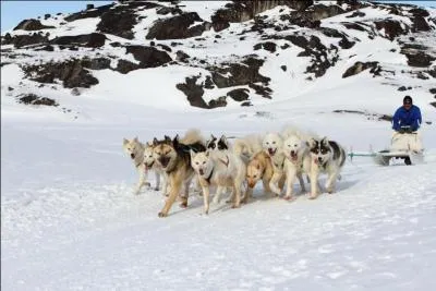 Quel autre nom donne-t-on aux chiens de traneau ?