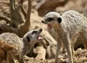 Quiz Du rififi chez les animaux