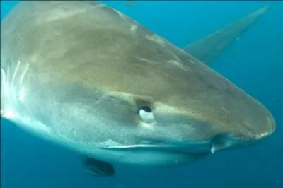 Certains requins ont une paupire supplmentaire de protection dite membrane nictitante. Quel requin n'en a pas ?