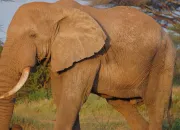 Quiz Les pachydermes et les gros animaux