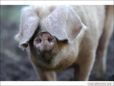 Quel est ce gros cochon trs apprci pour sa chair ?