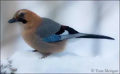 Quel est cet oiseau de nos forts et jardins ?