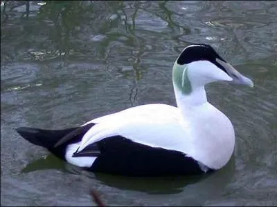 Je suis le plus grand eider dans la rgion. Qui suis-je ?