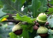 Quiz Les arbres et leurs fruits