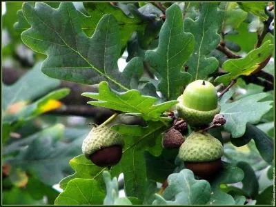 Quel est le fruit du chne ?