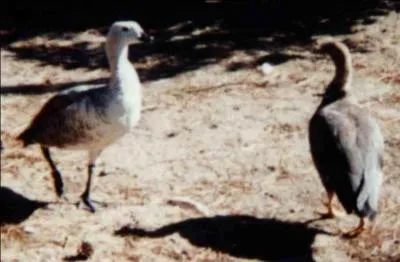 Quel oiseau tourne autour d'une proie presque morte puis la mange quand elle est morte ?