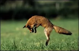 Le renard est t-il un animal nocturne ?