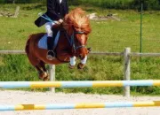 Quiz Quiz chevaux Galop 1