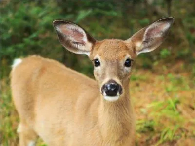 Les mots qui expriment un sentiment affectueux comme :  chien -chien, frrot, ma biche  sont des ...