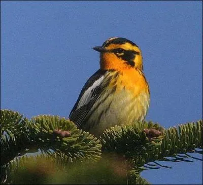 Une splendide paruline  gorge orange. Est-ce un oiseau migrateur ?