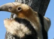 Quiz Le tamandua