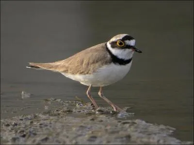 Quel est cet oiseau ?