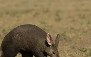 Quiz Animaux