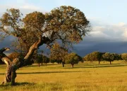 Quiz L'environnement, en anglais