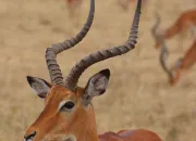 Quiz L'impala