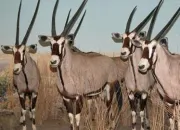 Quiz L'oryx gazelle