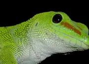 Quiz Lzards et geckos