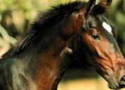 Quiz Le Cheval pour enfants