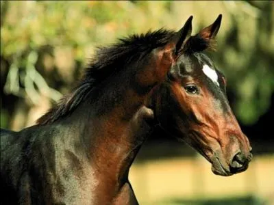 Le cheval et le poney possdent un avant-train, un corps et un arrire-train :