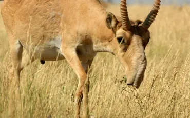 Quiz Animaux