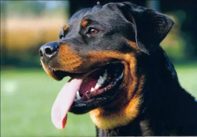 Quel est ce chien, dit de garde mais quand vous connaissez son caractre vous tombez sous le charme ?