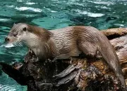 Quiz La loutre d'Europe