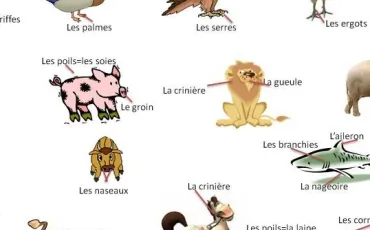 Quiz Animaux