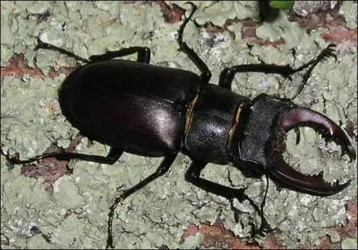 Insecte coloptre des chnes et des chtaigniers, appel aussi 'cerf-volant'  cause de ses normes mandibules :