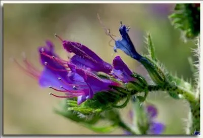 C'est une plante bisannuelle dresse, aux belles couleurs, plus ou moins ramifie. Qu'est-ce qui lui vaut le nom de viprine ?