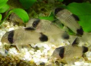 Quiz Les corydoras