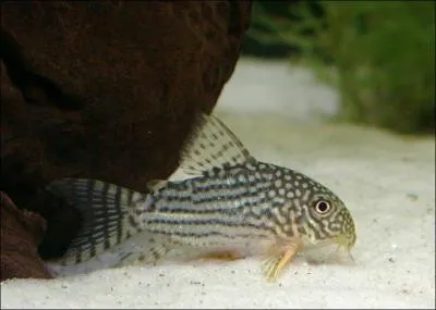 Savez-vous o vit le corydoras ?