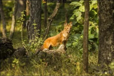 En Asie, il existe un chien sauvage que l'on appelle le dhole !