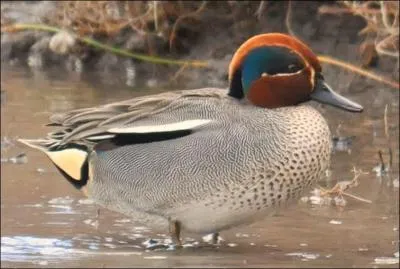 Lequel de ces oiseaux aquatiques n'est pas un  canard  ?