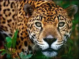 Quel est le nom scientifique du jaguar ?