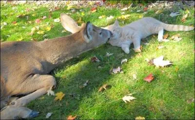 Comment appelle-t-on un jeune cerf, lorsque ses bois ne sont pas compltement dvelopps, et ressemblent  deux pointes ?