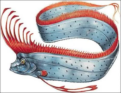 Ce poisson est un serpent de mer.