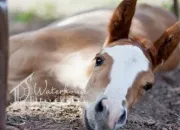 Quiz Races de poneys