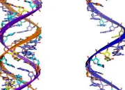 Quiz Les mutations Gntiques