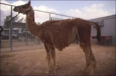 Un mle dromadaire et une femelle lama cela donne ?