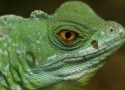 Quiz Les reptiles