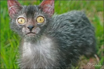 Une nouvelle race de chats ns d'une mutation aux Etats-Unis, est en Europe de puis 2013, c'est le ...