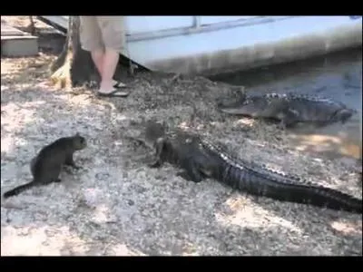 Nous sommes en Louisiane, quel animal ce chat va-t-il attaquer ?