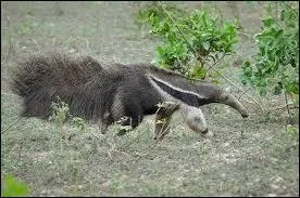 Quel est cet animal qui mange des termites ?