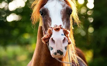 Quiz Chevaux