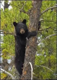 C'est le plus petit des ours d'Amrique du Nord et le plus commun, lequel est-ce ?