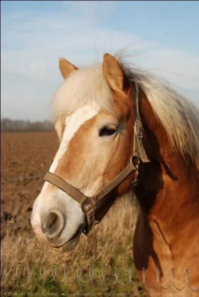 Quelle est cette race de cheval ?