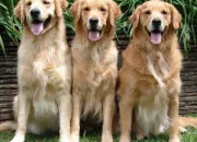 Quiz Le golden retriever