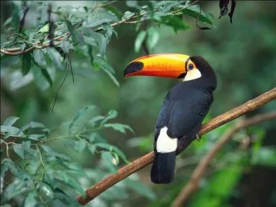 O vit le toucan ?